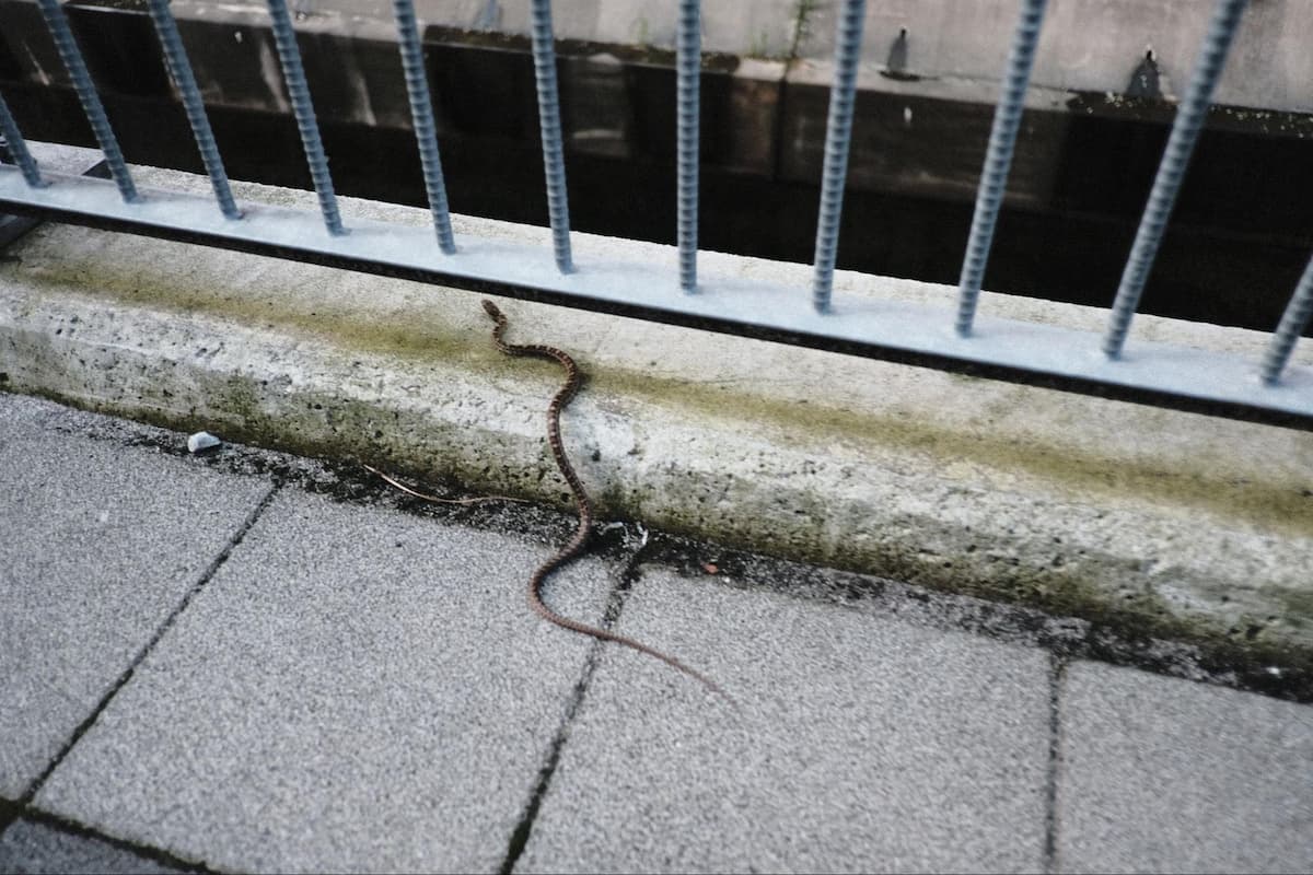 子どもの道草